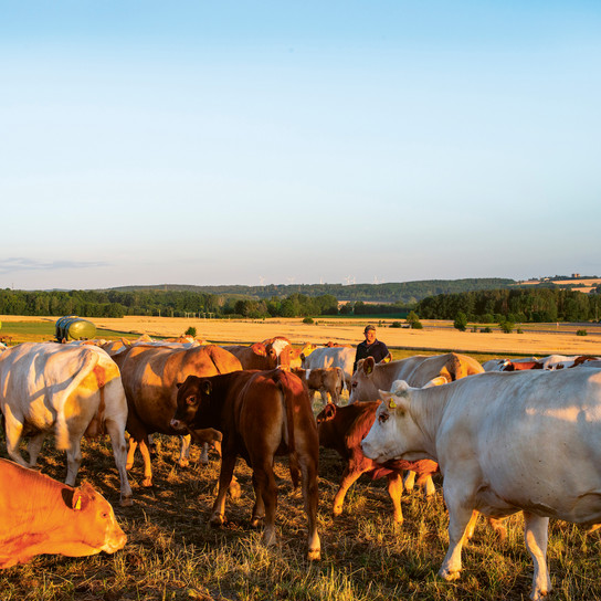 A farmer stands among a herd of cows in a sunlit field, with rolling hills and clear blue sky in the background. The golden hour lighting enhances the serene rural landscape.