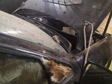 Ein Auto mit einer staubigen Windschutzscheibe und einer mit einem Seil angehobenen Motorhaube. In der Nähe der Windschutzscheibe und der Oberseite des teilweise geöffneten Fensters auf der Fahrerseite kleben Klumpen von Tierfell.